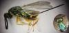 Torymus flavipes